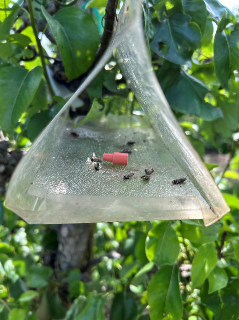 Afbeelding Teeltadvies | schurft, zwartvruchtrot, bloedluis, perenbladvlo, fruitmot, roestmijt, spint