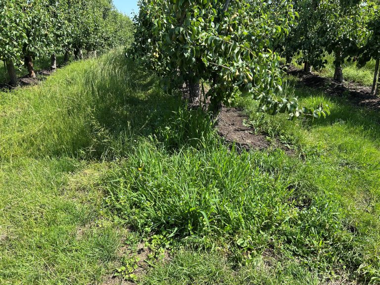 Afbeelding Teeltadvies | fruitmot, roestmijt, perenbladvlo, zwartvruchtrot & zonnebrand en stress en onkruidbestrijding