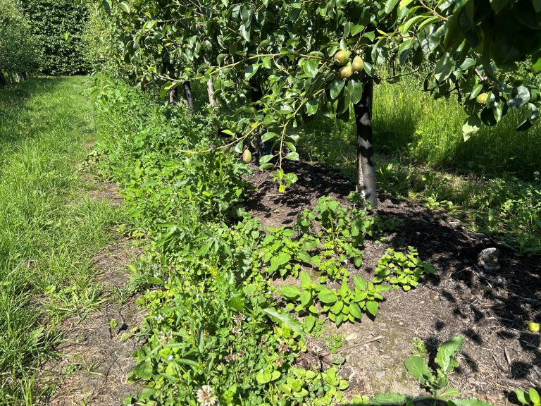 Afbeelding Teeltadvies | fruitmot, roestmijt, perenbladvlo, zwartvruchtrot & zonnebrand en stress en onkruidbestrijding