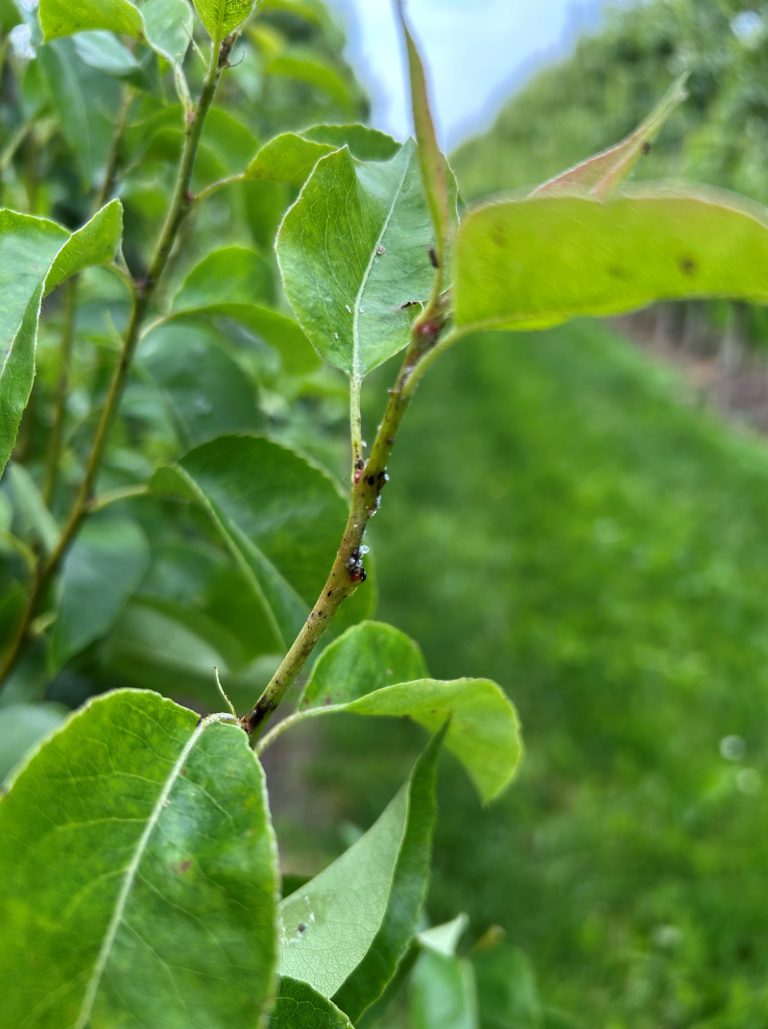 Afbeelding Teeltadvies | meeldauw, schurft en zwartvruchtrot, fruitmot, perenbladvlo, roestmijt, bloedluis, peerluis, zonnebrand en hittestress