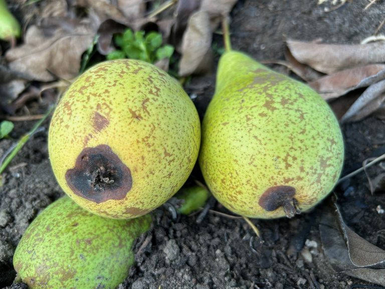 Afbeelding Teeltadvies | zwartvruchtrot, insecten en residu