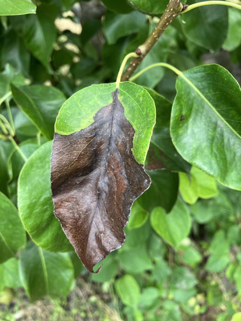 Afbeelding Teeltadvies | zwartvruchtrot, insecten en residu