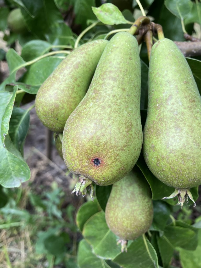 Afbeelding Teeltadvies | fruitmot, roestmijt, perenbladvlo, zwartvruchtrot & zonnebrand en stress en onkruidbestrijding