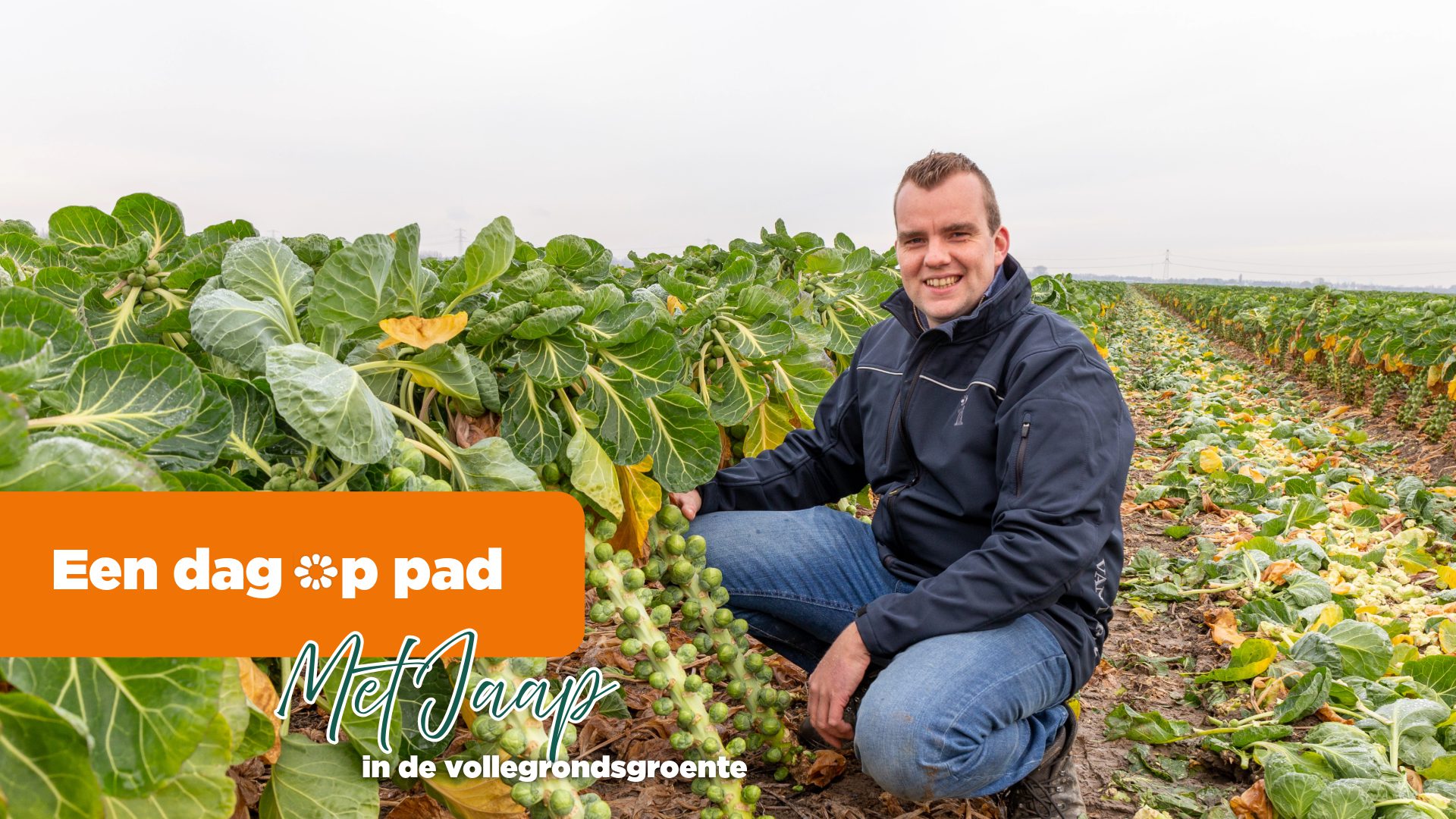 Afbeelding Specialist Vollegrondsgroenteteelt