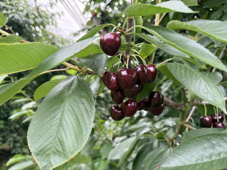 Afbeelding Teeltadvies steenfruit