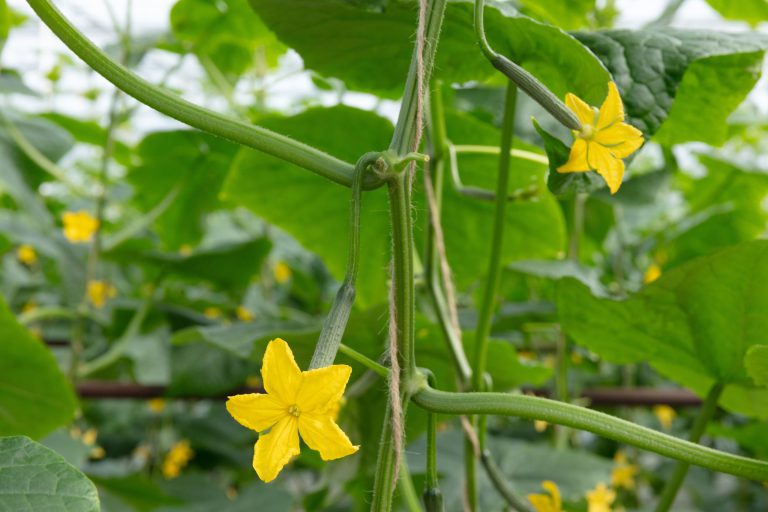 Afbeelding Tuinbouw