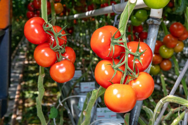 Afbeelding Tuinbouw