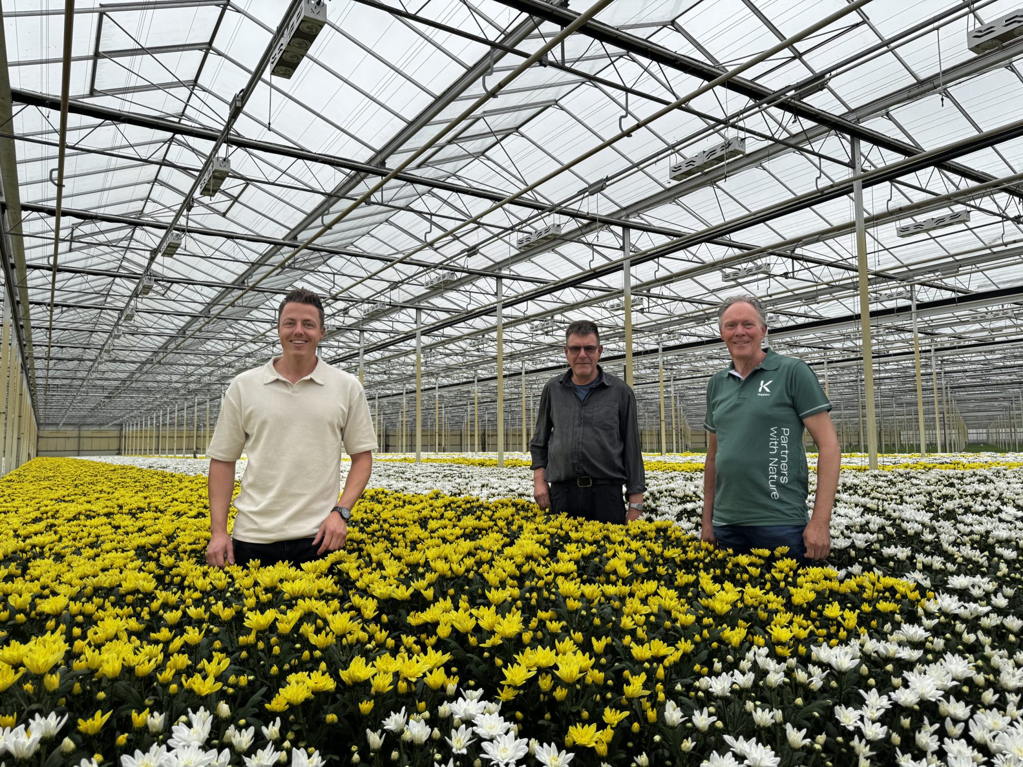 Afbeelding Sterkere chrysanten beginnen bij de wortel: Vici Fix overtuigt