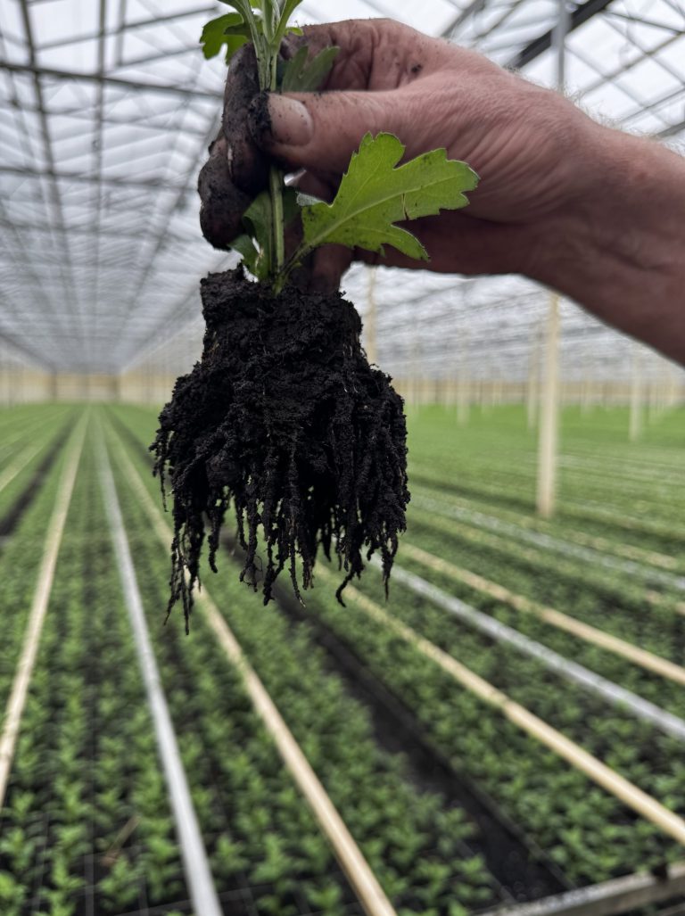 Afbeelding Sterkere chrysanten beginnen bij de wortel: Vici Fix overtuigt
