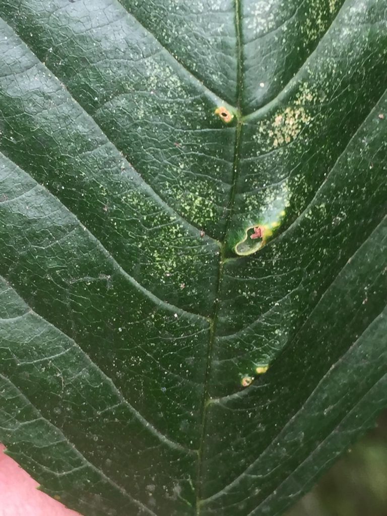 Afbeelding Teeltadvies steenfruit