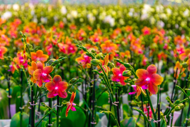 Afbeelding Tuinbouw