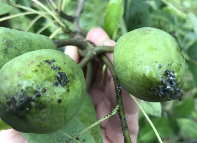 Afbeelding Teeltadvies | peerluis, fruitmot, perenbladvlo en zwartvruchtrot