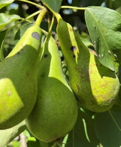 Afbeelding Teeltadvies | peerluis, fruitmot, perenbladvlo en zwartvruchtrot