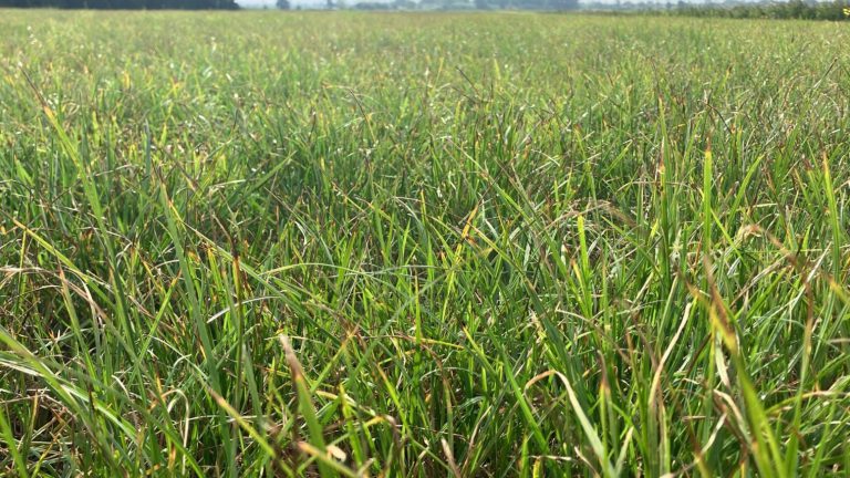 Afbeelding Gras weer goed aan de groei