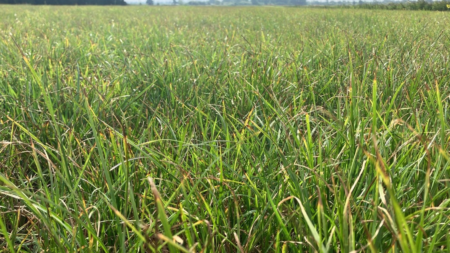 Afbeelding Gras weer goed aan de groei
