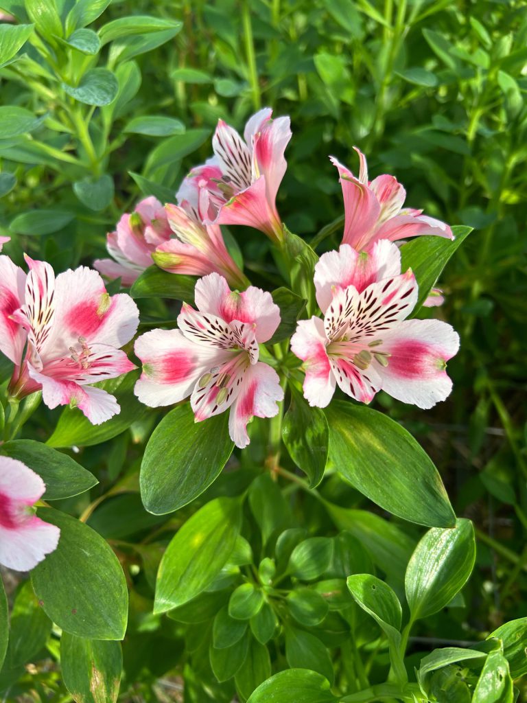 Afbeelding Tuinbouw
