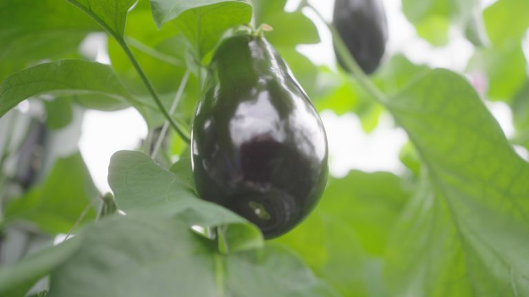 Afbeelding Spuitlicentiebijeenkomst Tuinbouw | Teelt | Noordoostpolder