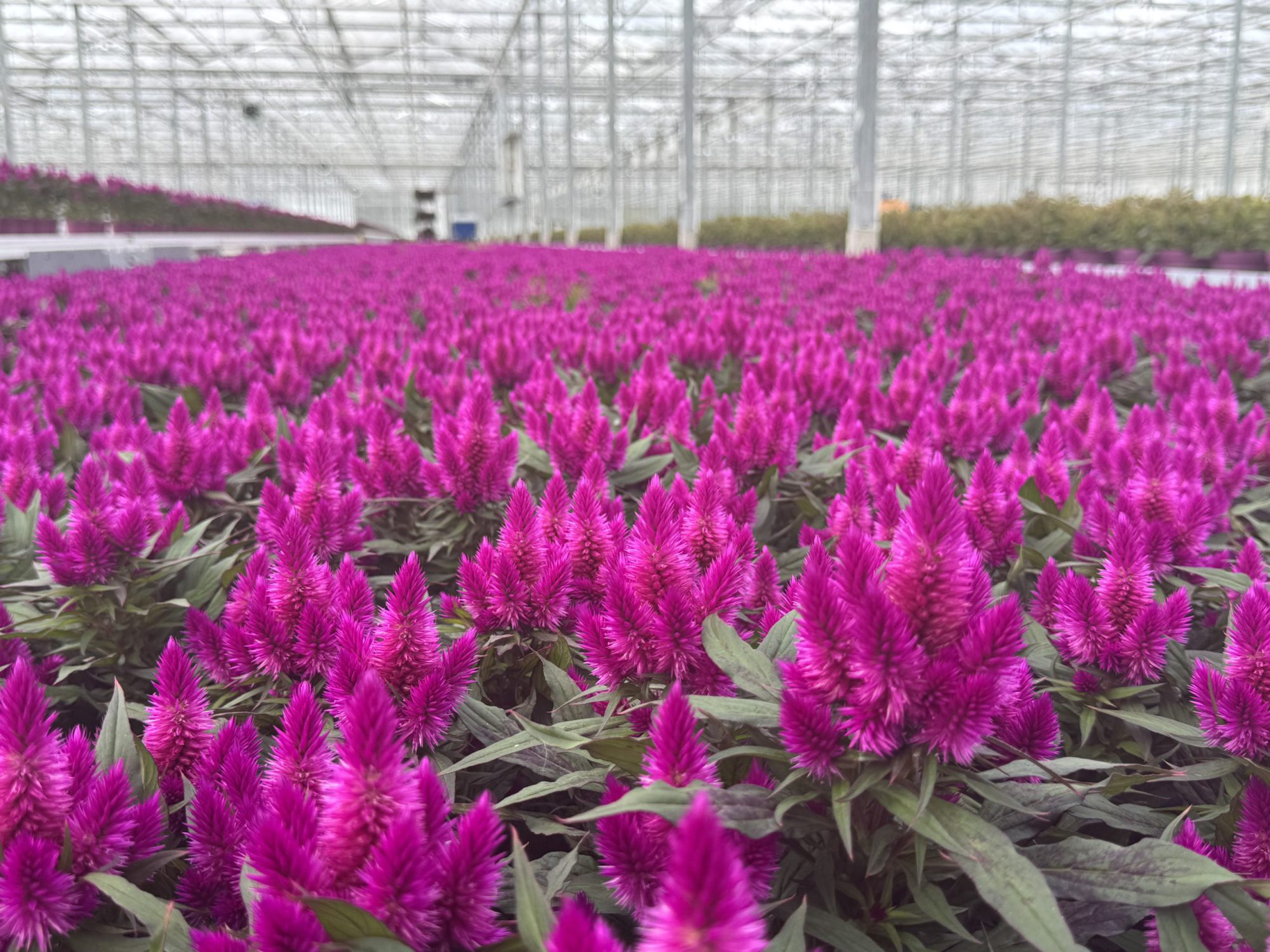 Afbeelding Spuitlicentiebijeenkomst Tuinbouw | Teelt | Groningen
