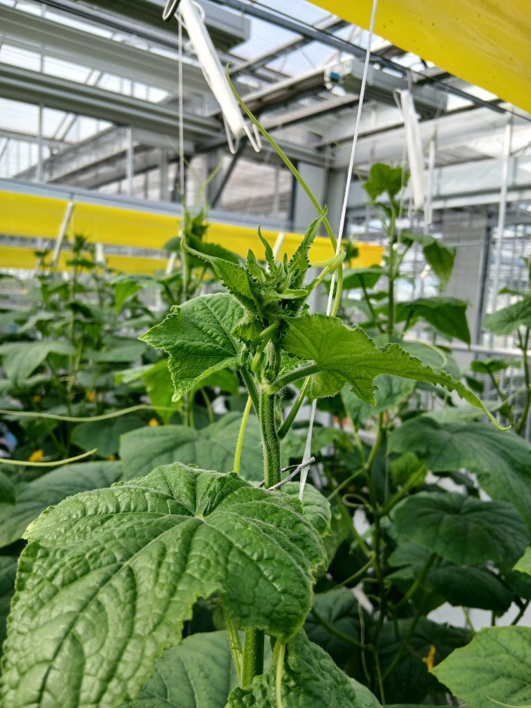 Afbeelding Hoe vier biostimulanten leidden tot 7,8% meer opbrengst