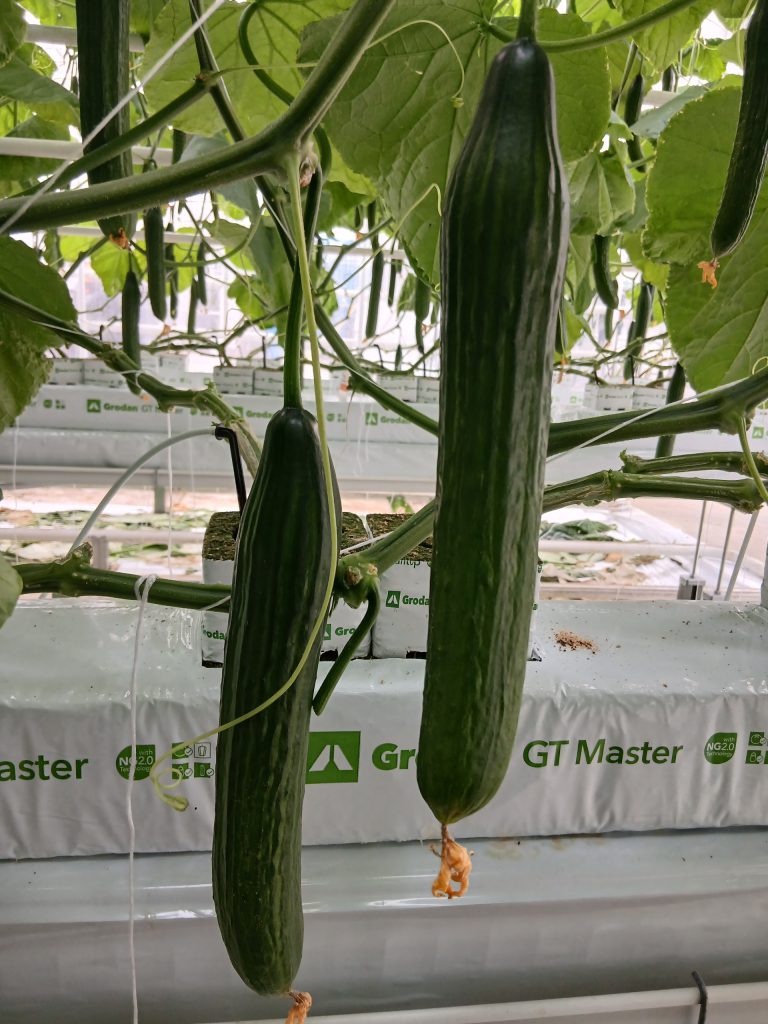 Afbeelding Hoe vier biostimulanten leidden tot 7,8% meer opbrengst