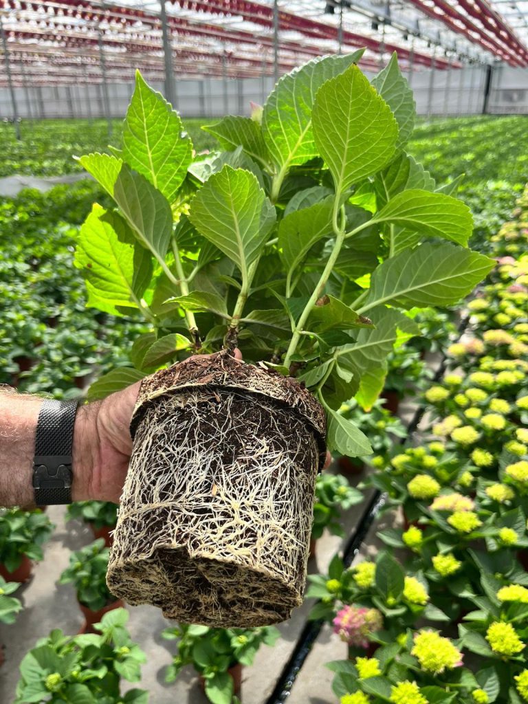 Afbeelding Biostimulant of gewasbescherming? Ontdek het verschil