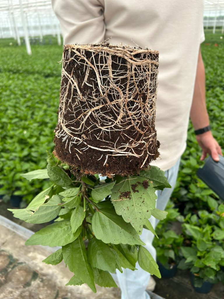 Afbeelding Biostimulant of gewasbescherming? Ontdek het verschil