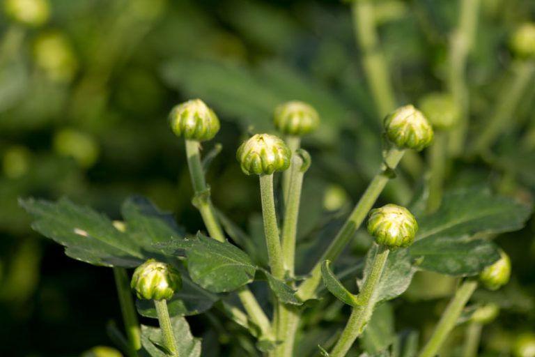 Afbeelding Chrysantendag