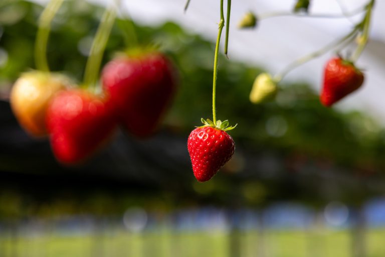 Afbeelding Tuinbouw